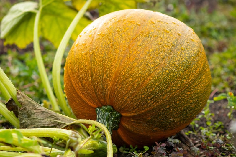 Vegetable Harvest