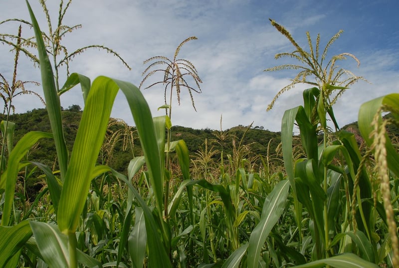 Healthy Soil