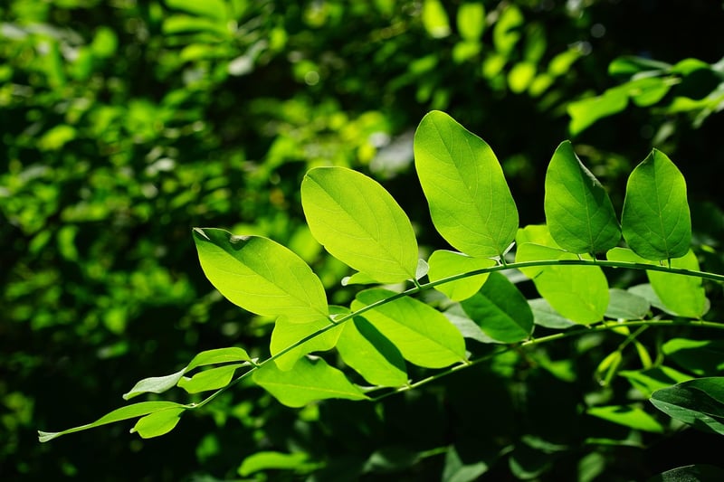 Neem Oil Spray