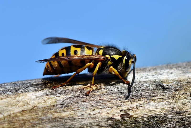 Parasitic Wasp